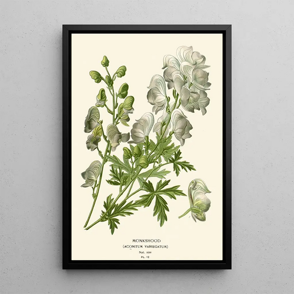 Aconite - Edward Step — framed artwork on a wall