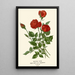Monthly Pink Painting - Edward Step — framed artwork on a wall