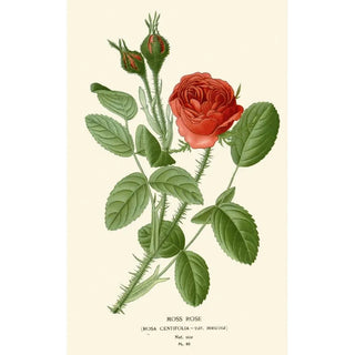 Rose mousse - Edward Step — artwork view