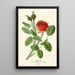 Rose mousse - Edward Step — framed artwork on a wall
