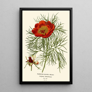 Reproduction of the painting Peony with Narrow Leaves - Edward Step