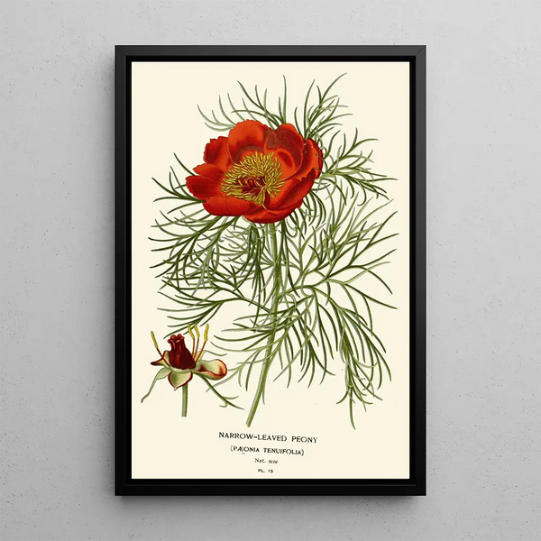 Reproduction of the painting Peony with Narrow Leaves - Edward Step