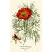 Reproduction of the painting Peony with Narrow Leaves - Edward Step