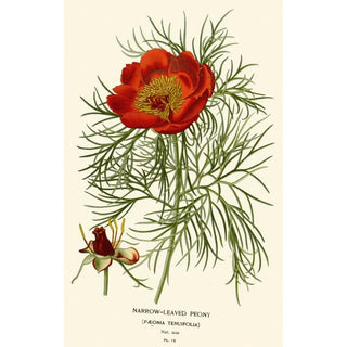 Reproduction of the painting Peony with Narrow Leaves - Edward Step