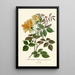 Reproduction of the painting Rose Noisette Painting - Edward Step