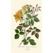 Reproduction of the painting Rose Noisette Painting - Edward Step