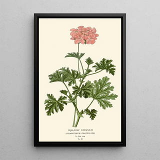 Reproduction of the painting Geranium with Oak Leaves - Edward Step