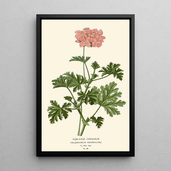 Reproduction of the painting Geranium with Oak Leaves - Edward Step