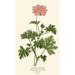 Reproduction of the painting Geranium with Oak Leaves - Edward Step