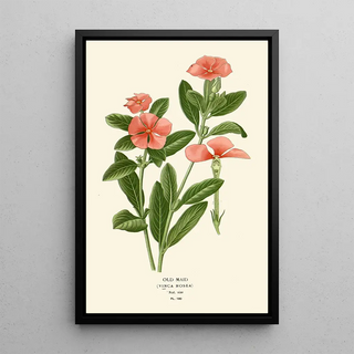 Old Maid - Edward Step — framed artwork on a wall