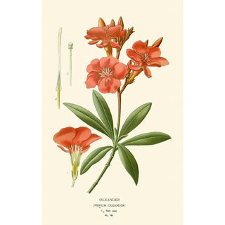 Reproduction of the painting Laurier-rose - Edward Step