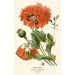 Reproduction of the painting Poppy sleep-inducing - Edward Step
