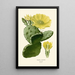 Reproduction of the painting Opuntia vulgaris - Edward Step