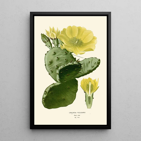 Reproduction of the painting Opuntia vulgaris - Edward Step