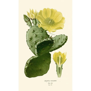 Reproduction of the painting Opuntia vulgaris - Edward Step