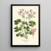 Reproduction of the painting Oxalis floribunda - Edward Step