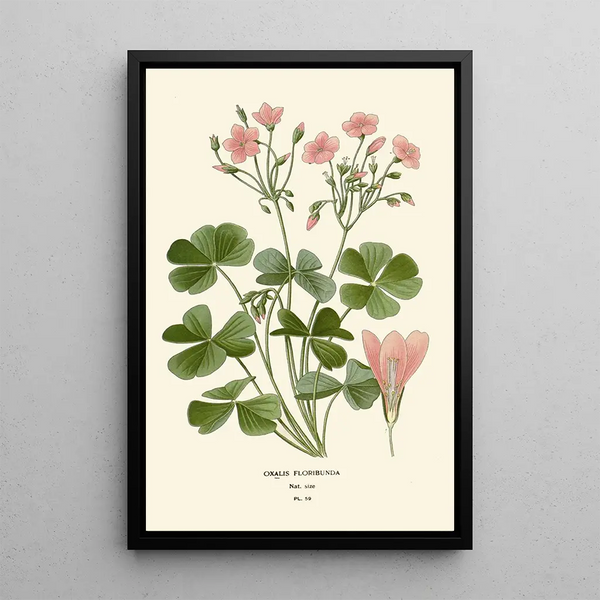 Reproduction of the painting Oxalis floribunda - Edward Step