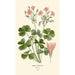 Reproduction of the painting Oxalis floribunda - Edward Step