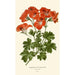 Pélargonium grandiflorum - Edward Step — artwork view