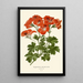 Pélargonium grandiflorum - Edward Step — framed artwork on a wall