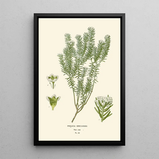 Reproduction of the painting Phylica ericoides - Edward Step