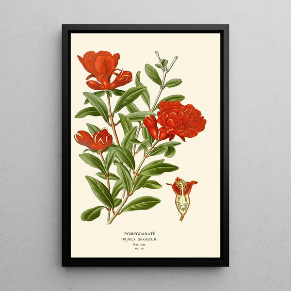 Pomegranate - Edward Step — framed artwork on a wall