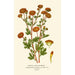 Chrysanthemum Pompon - Edward Step — artwork view