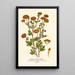 Chrysanthemum Pompon - Edward Step — framed artwork on a wall