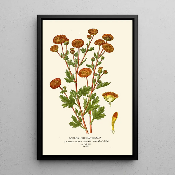 Chrysanthemum Pompon - Edward Step — framed artwork on a wall