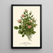 Reproduction of the painting Rose Pompon Painting - Edward Step