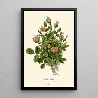 Reproduction of the painting Rose Pompon Painting - Edward Step