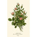 Reproduction of the painting Rose Pompon Painting - Edward Step