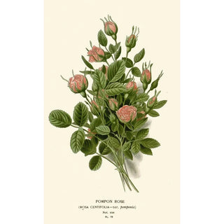 Reproduction of the painting Rose Pompon Painting - Edward Step