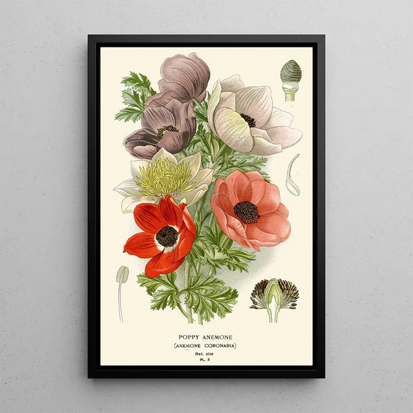 Reproduction of the painting Anémone Coquelicot - Edward Step