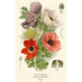 Reproduction of the painting Anémone Coquelicot - Edward Step