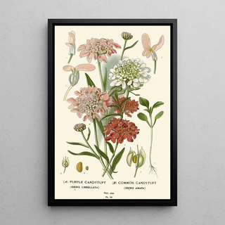 Reproduction of the painting Iberis Violet Iberis Commun - Edward Step