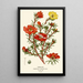 Porcupine - Edward Step — framed artwork on a wall