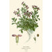 Arabis Painting - Edward Step — artwork view