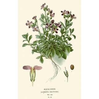 Edward Step - RockCress.webp