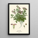 Arabis Painting - Edward Step — framed artwork on a wall