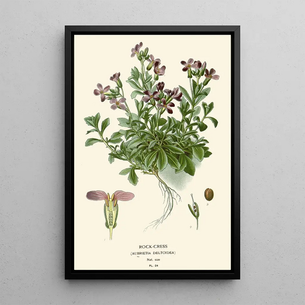 Arabis Painting - Edward Step — framed artwork on a wall