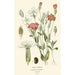 Coquelourde - Edward Step — artwork view