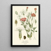 Coquelourde - Edward Step — framed artwork on a wall