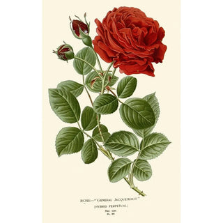 Reproduction of the painting Rose General Jacqueminot - Edward Step