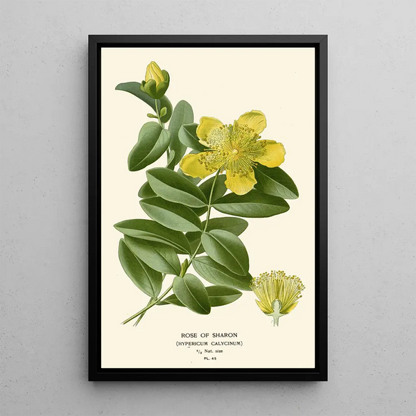 Althéa - Edward Step — framed artwork on a wall