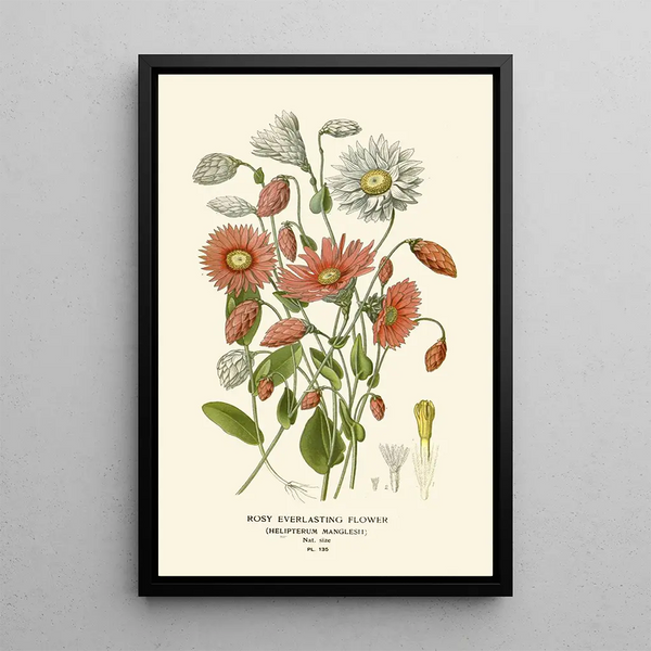 Immortelle Rosée - Edward Step — framed artwork on a wall