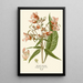 Balsamine de Royle - Edward Step — framed artwork on a wall