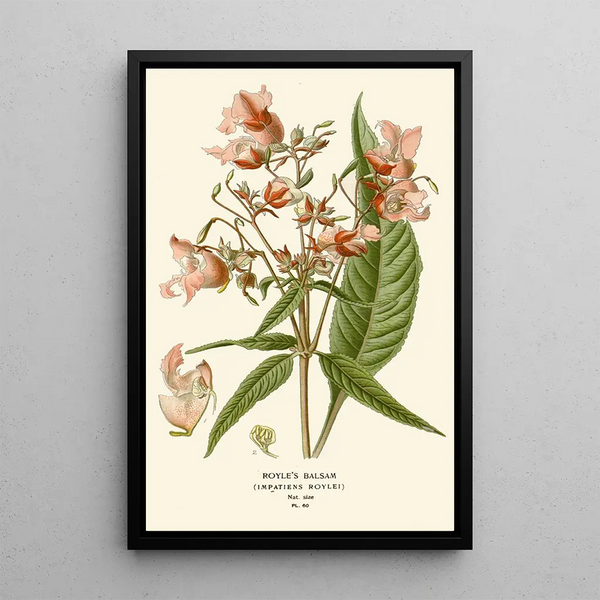 Balsamine de Royle - Edward Step — framed artwork on a wall