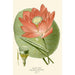 Sacred Bean Painting - Edward Step — artwork view