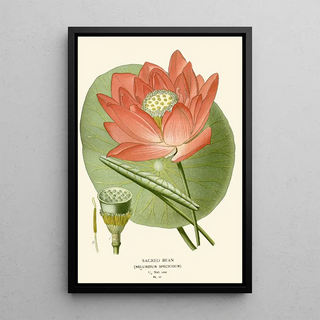 Sacred Bean Painting - Edward Step — framed artwork on a wall